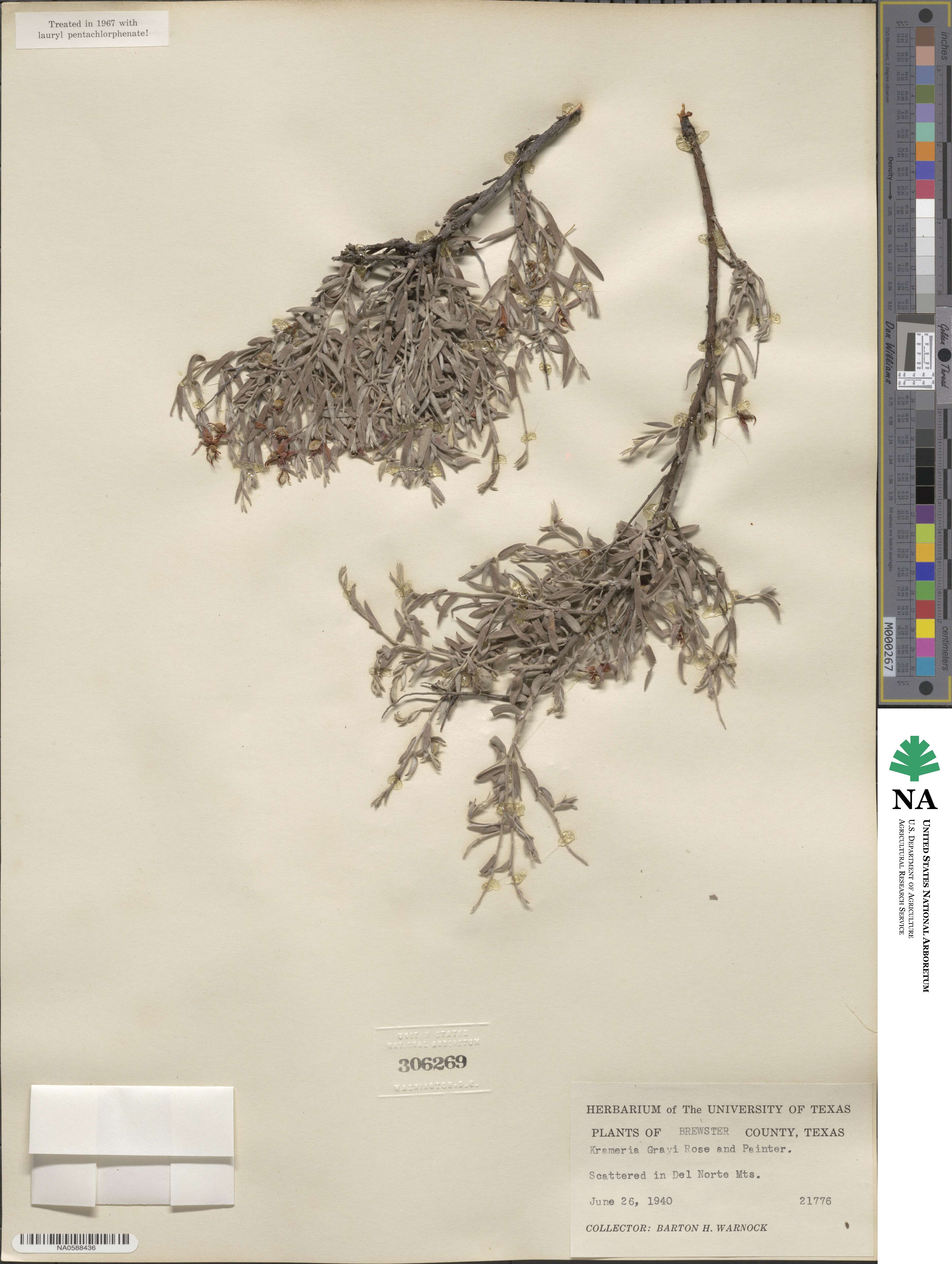 Krameria bicolor image