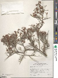 Krameria bicolor image