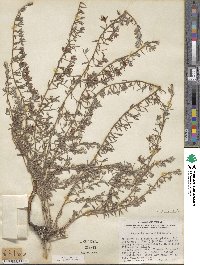 Krameria lanceolata image