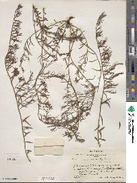 Krameria lanceolata image