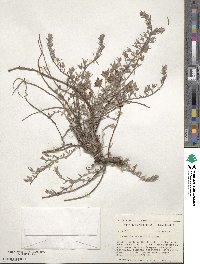 Krameria lanceolata image