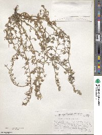 Krameria lanceolata image