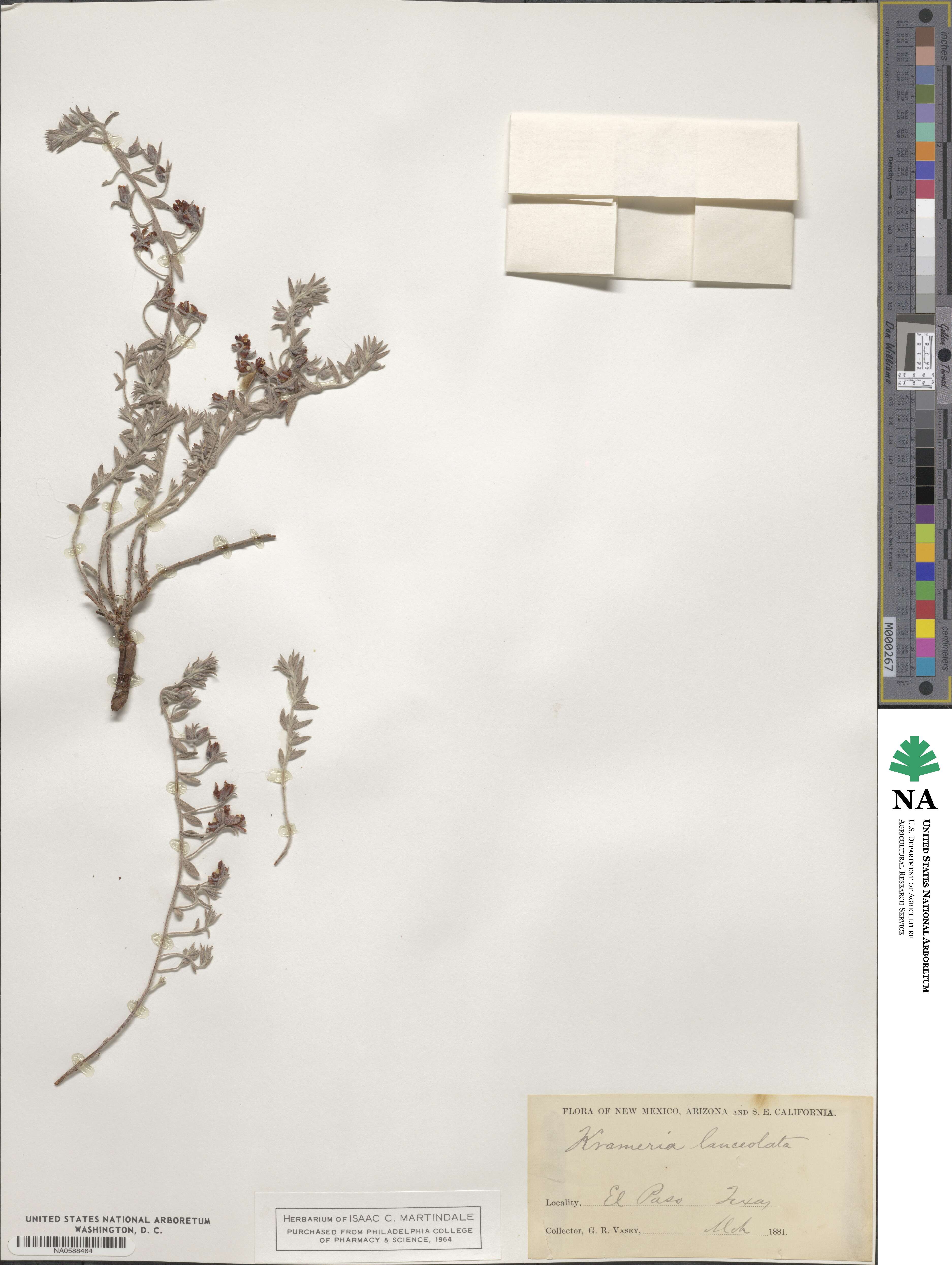 Krameria lanceolata image