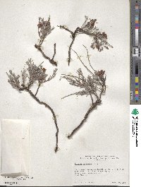 Krameria lanceolata image