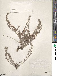 Krameria lanceolata image