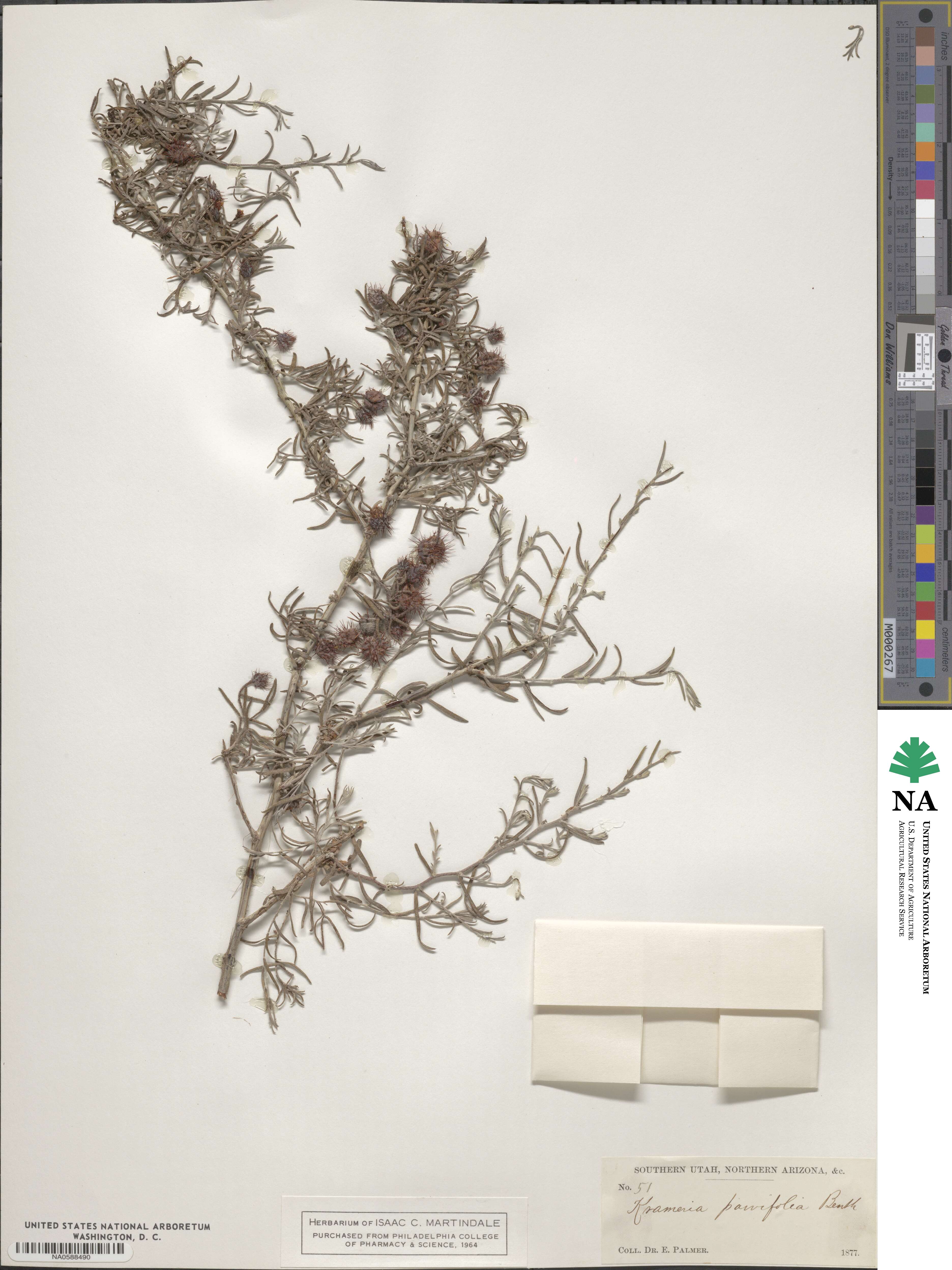 Krameria erecta image