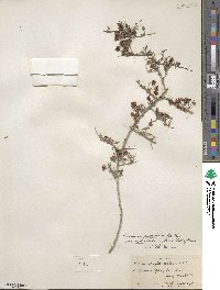 Krameria erecta image