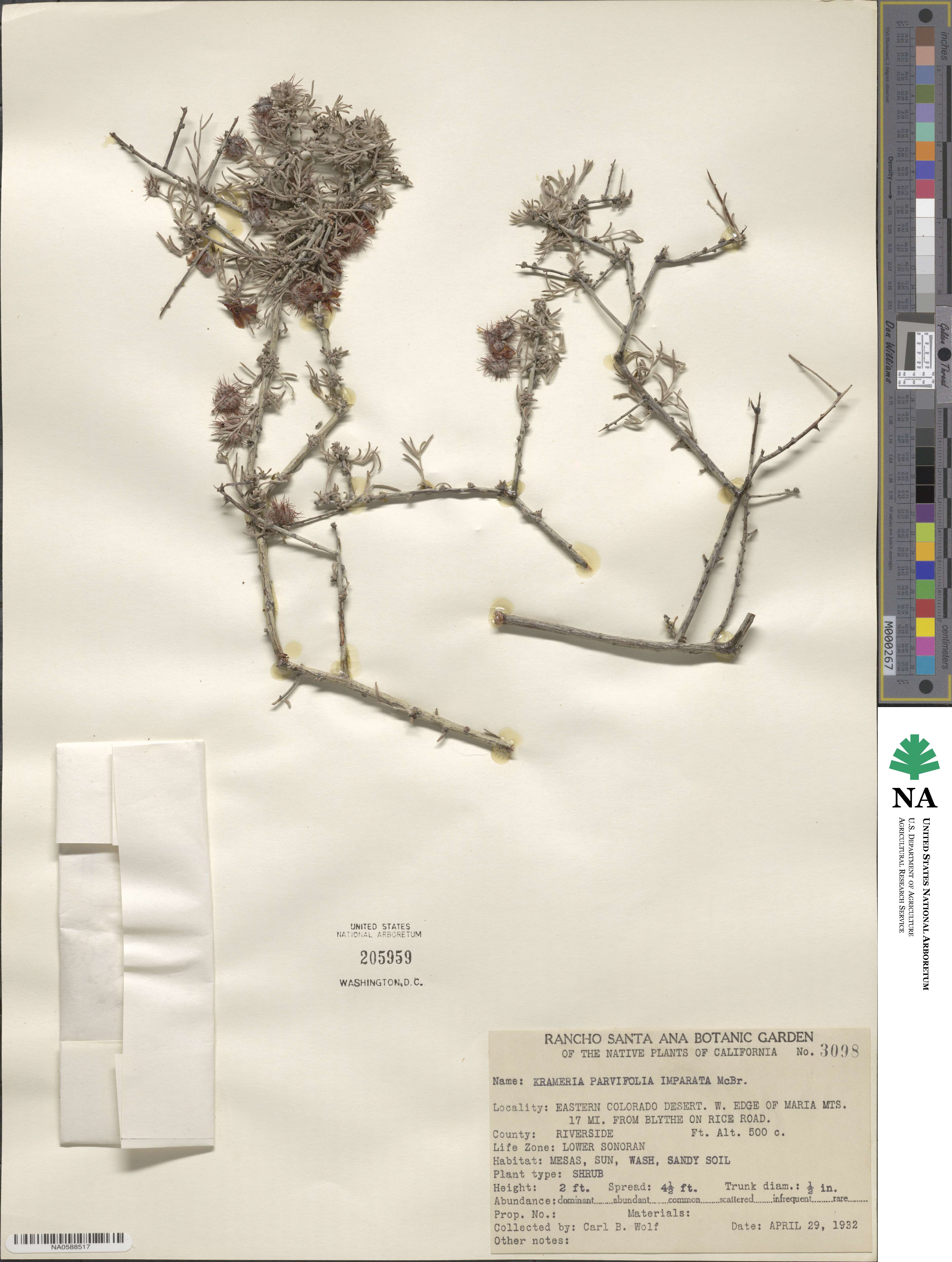 Krameria erecta image