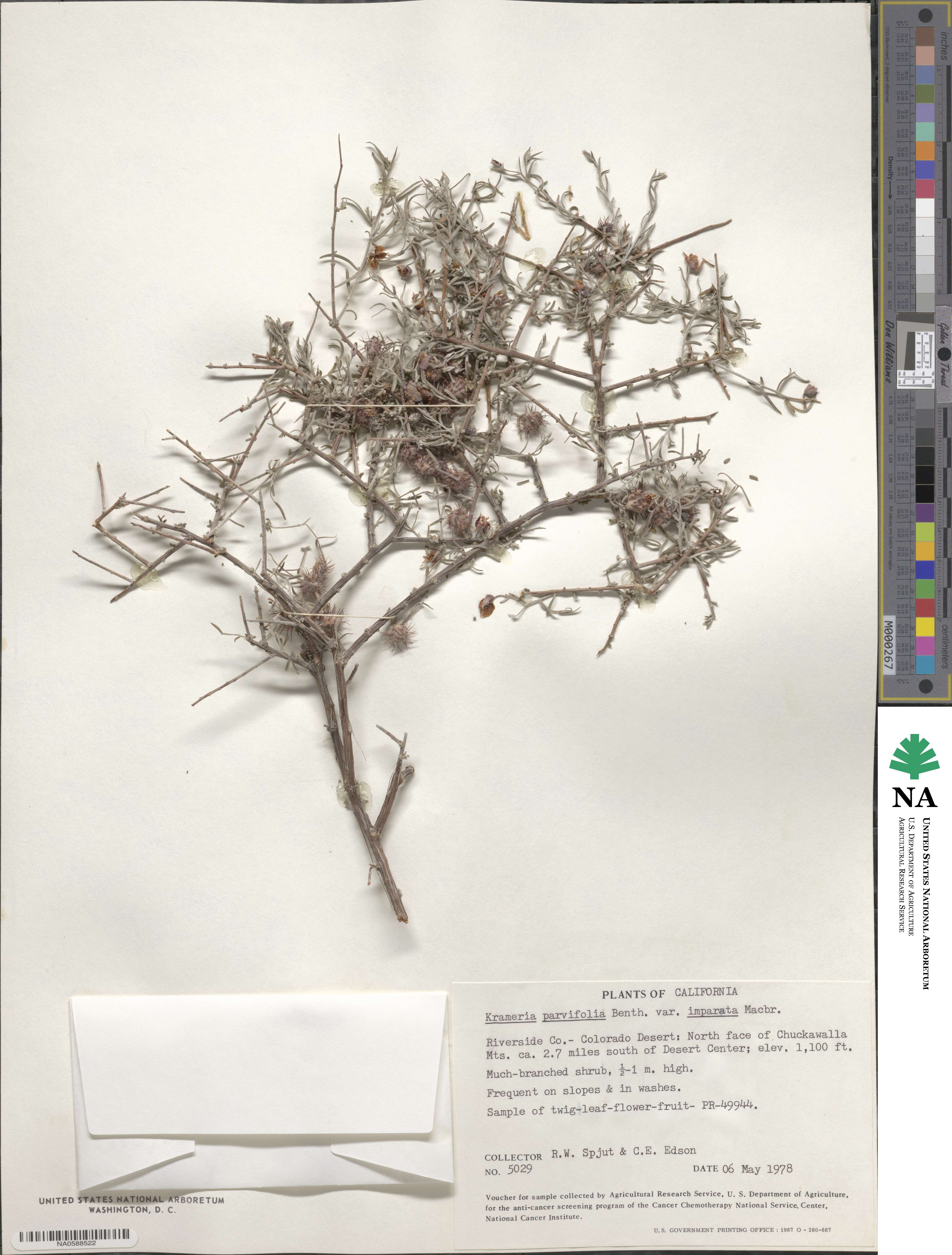 Krameria erecta image