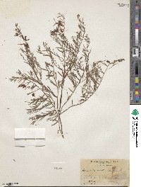 Krameria lanceolata image