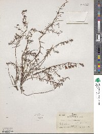 Krameria pauciflora image