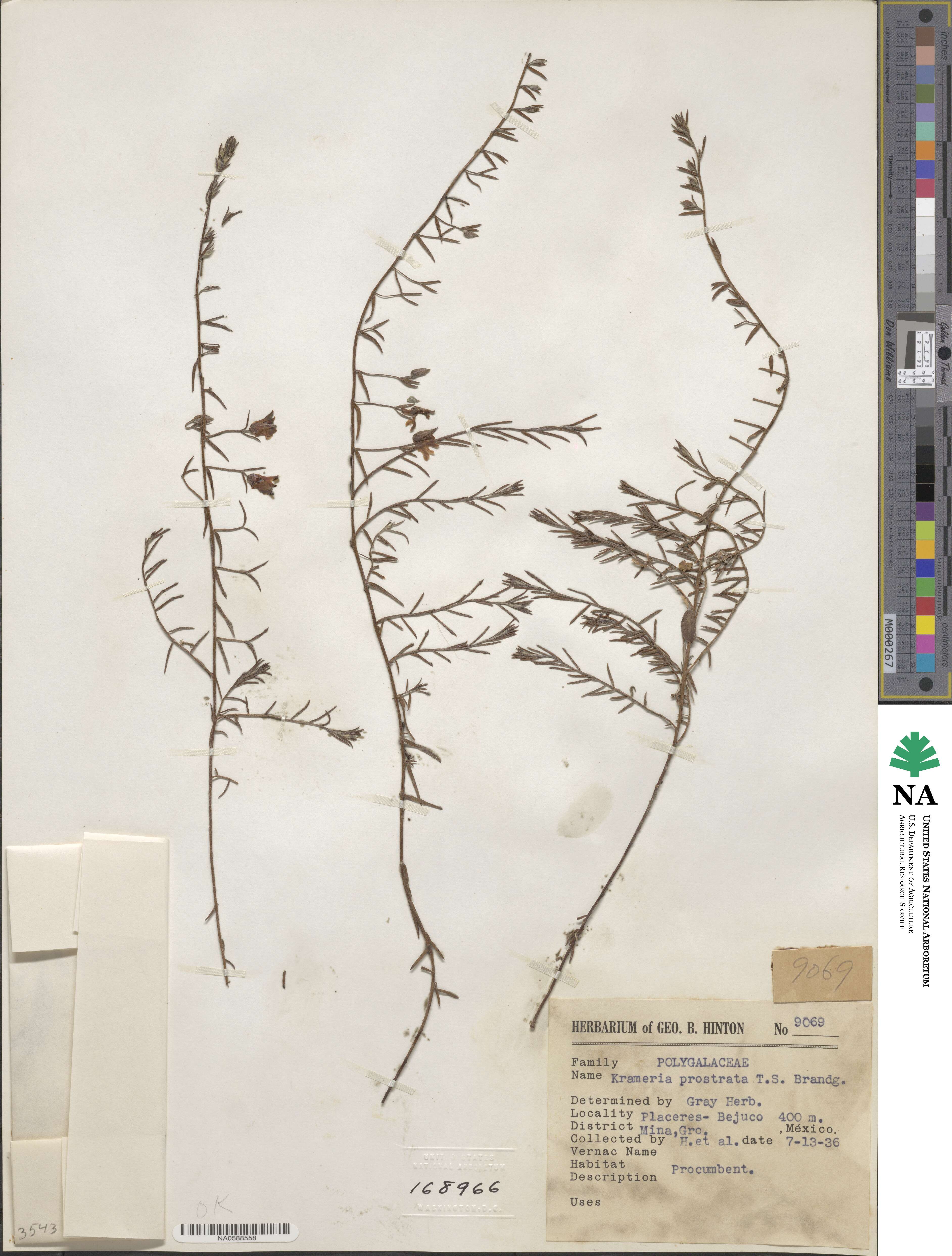 Krameria secundiflora image