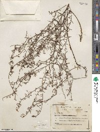 Krameria secundiflora image