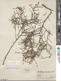 Krameria ramosissima image