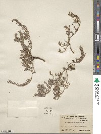 Krameria secundiflora image