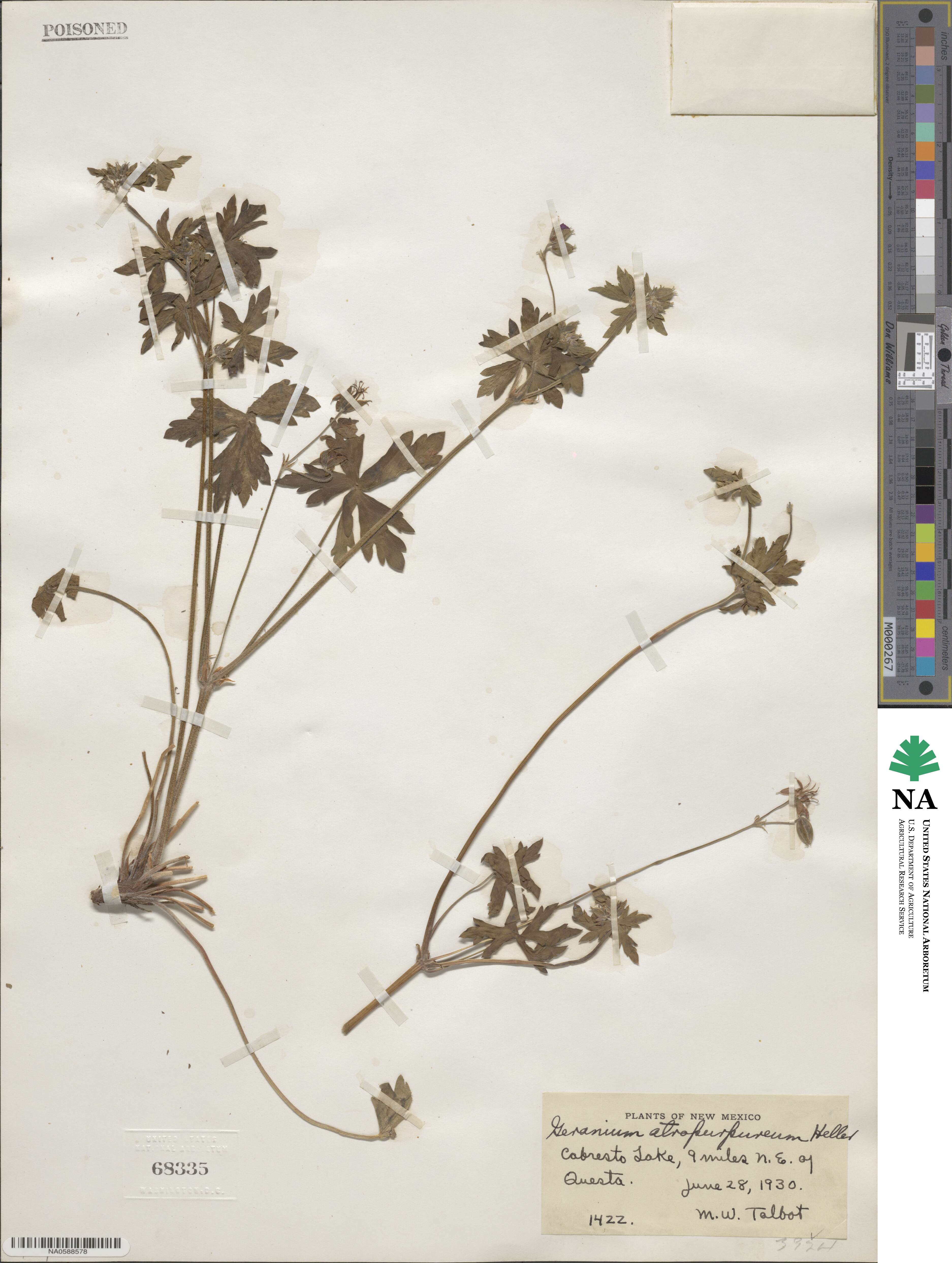 Geranium caespitosum image