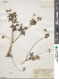 Image of Geranium caespitosum