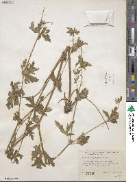 Geranium caespitosum image