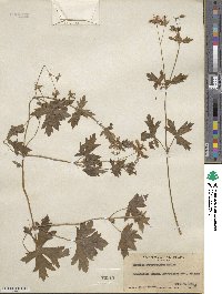 Geranium caespitosum image