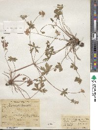 Geranium caespitosum image