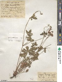 Geranium caespitosum image