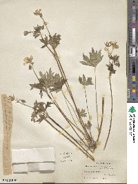 Geranium caespitosum image