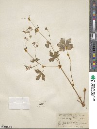 Geranium caespitosum image