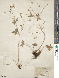 Geranium caespitosum image