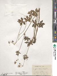 Geranium caespitosum image