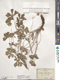 Geranium caespitosum image