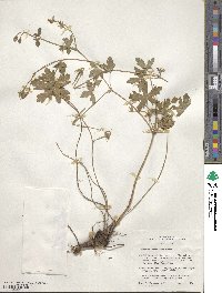 Geranium caespitosum image