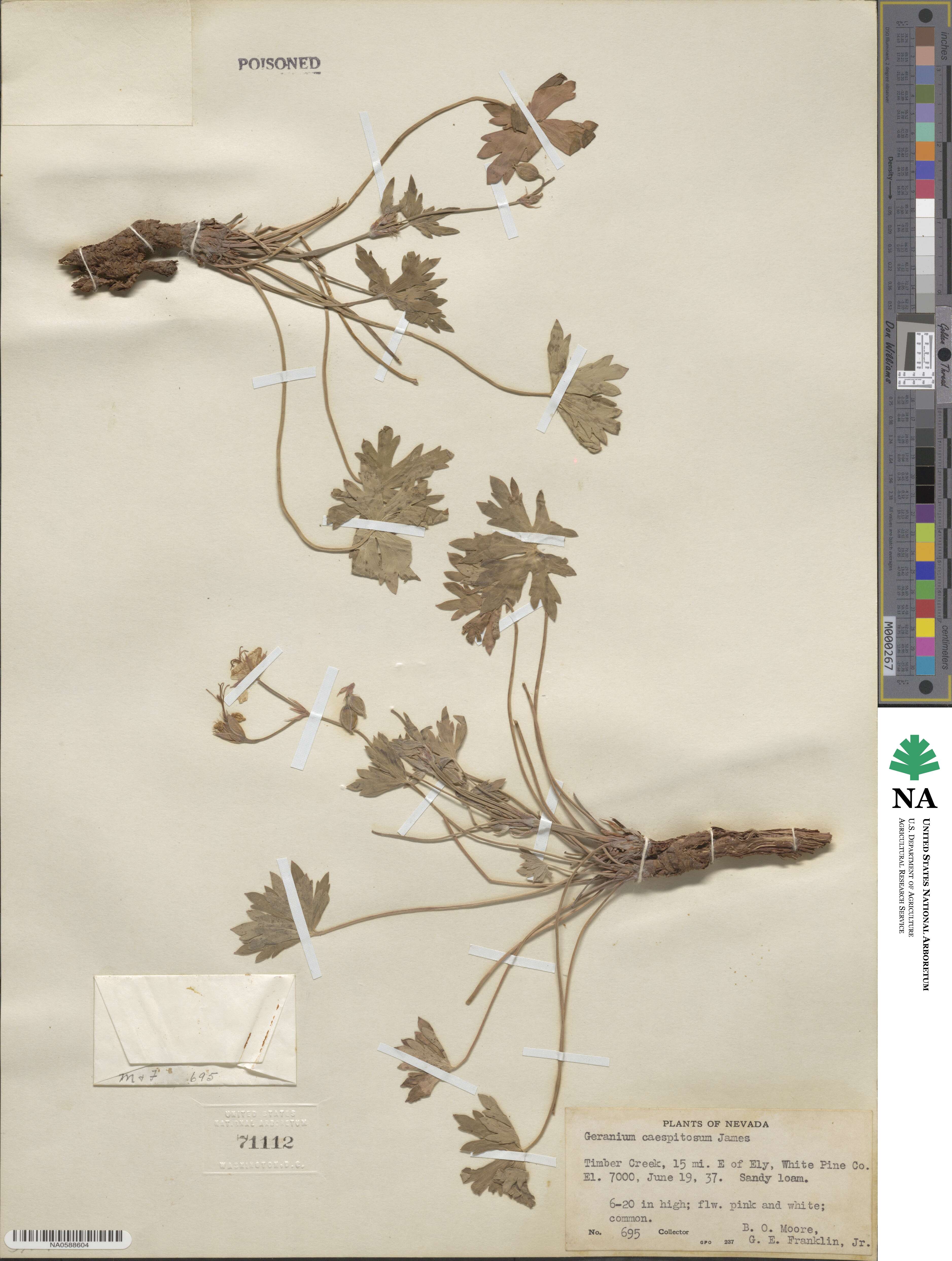 Geranium caespitosum image