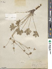 Geranium caespitosum image