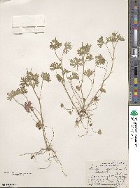 Geranium carolinianum image