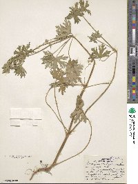 Geranium carolinianum image