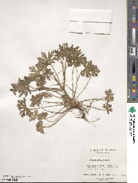 Geranium carolinianum image