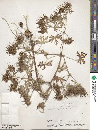 Geranium carolinianum image