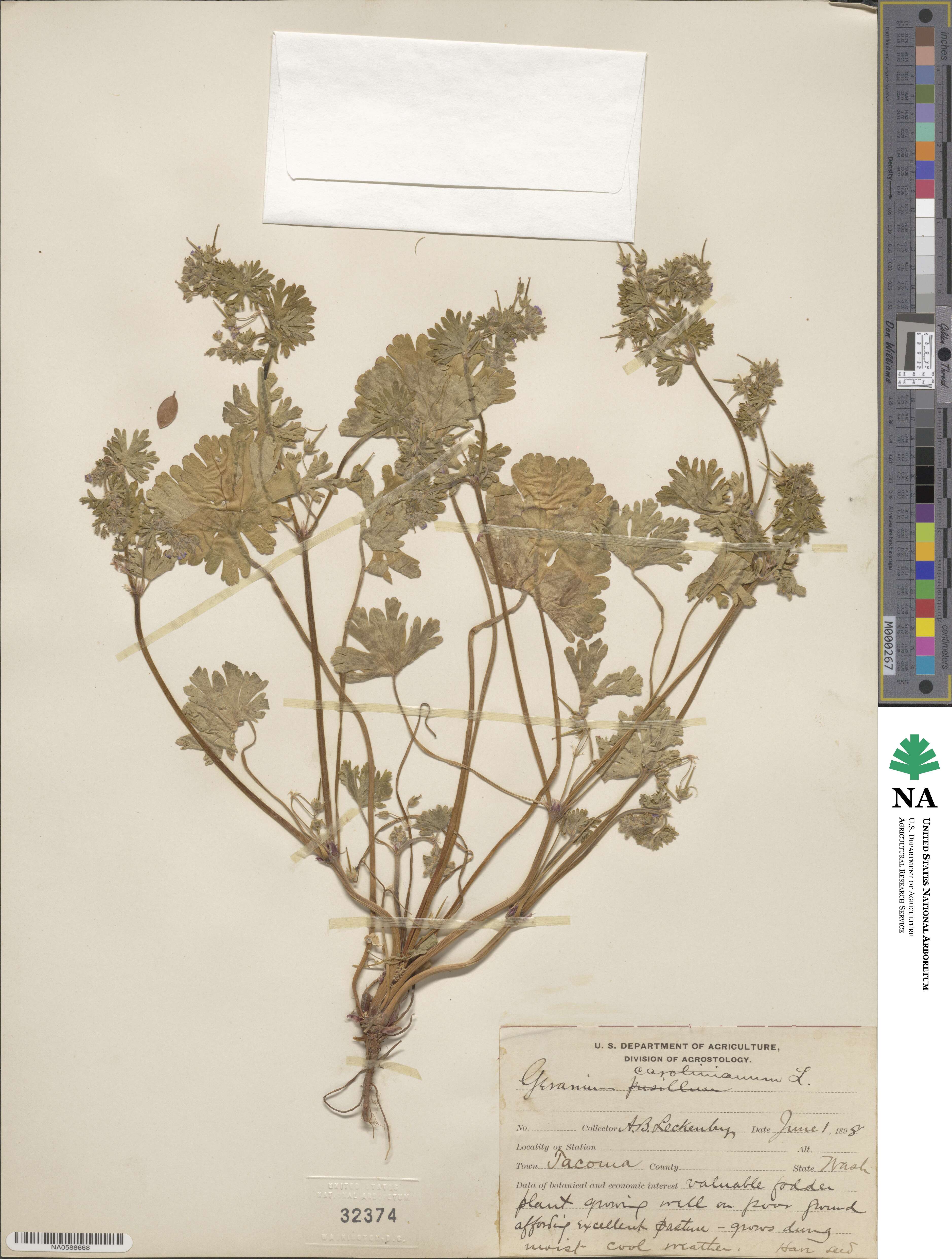 Geranium carolinianum image