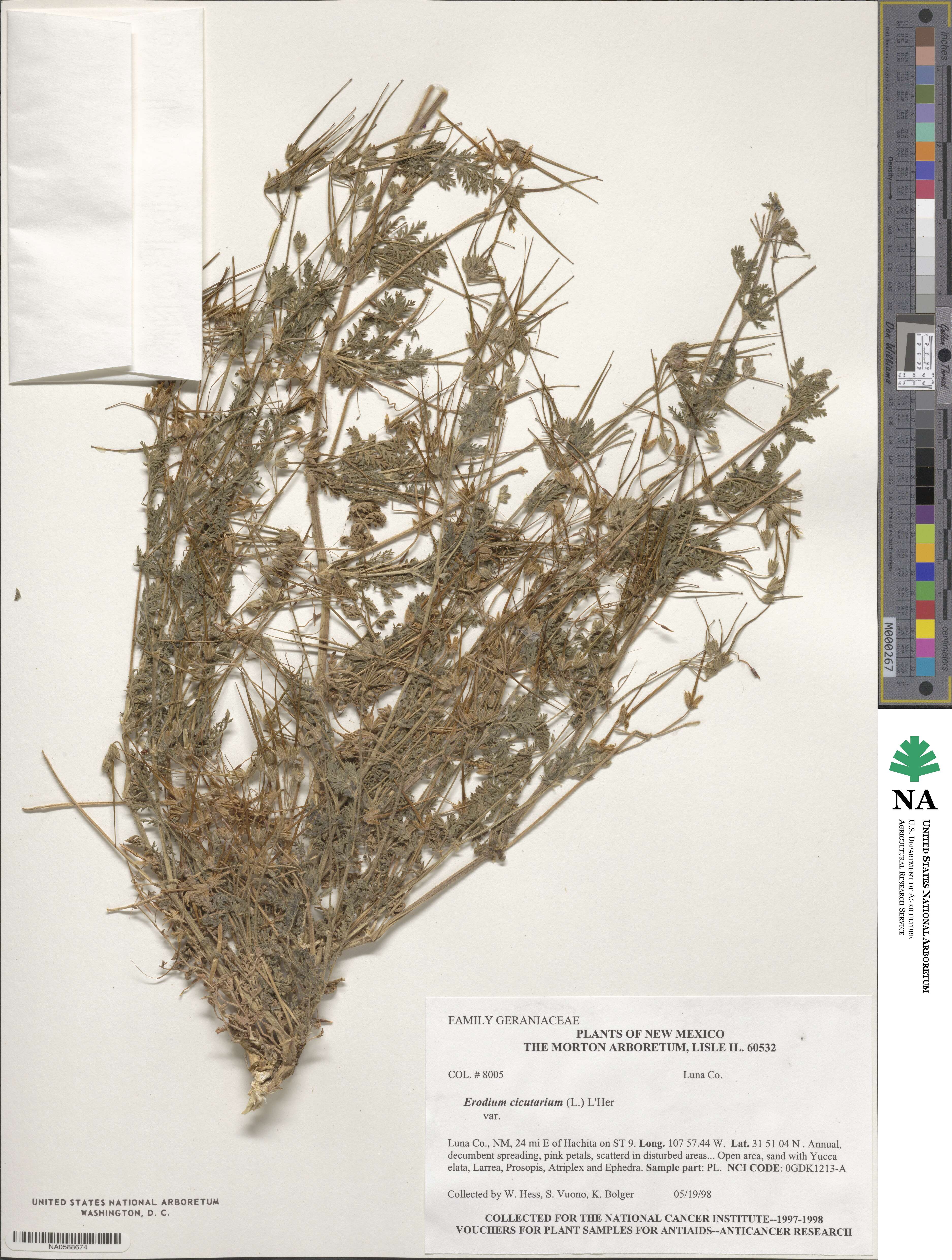 Erodium cicutarium subsp. cicutarium image