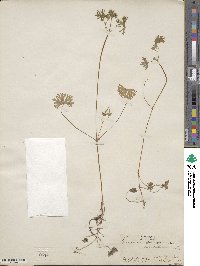 Geranium columbinum image