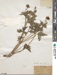 Geranium caespitosum image