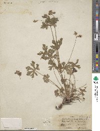 Geranium caespitosum image