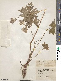 Geranium erianthum image