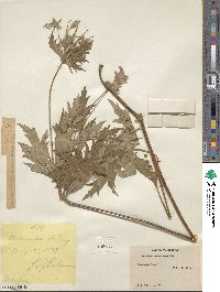 Geranium erianthum image