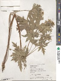 Geranium erianthum image