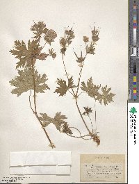 Geranium erianthum image