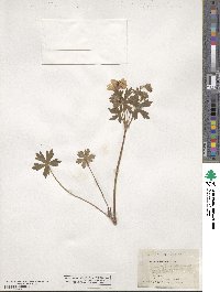 Geranium caespitosum image