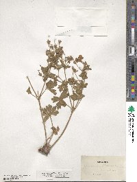 Geranium caespitosum image