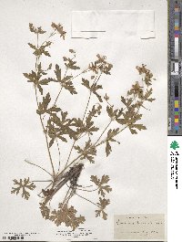 Geranium caespitosum image