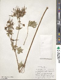 Geranium caespitosum image